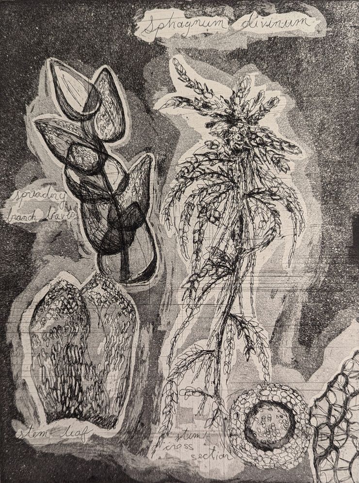 <b>Sphagnum’s Capitulum, 9x12”, 2024, Etching, Ink on Paper, 2024</b></br>I carefully drew this stem of <em>Sphagnum divinum</em> from a live specimen, learning along the way about features like <em>Sphagnum</em> “fascicles” and the botanical terminology for the rounded, cupped branch leaves (e.g., “cucullate” for their hood-like tips). Hard ground line etching, with its precision and delicacy, proved ideal for capturing this botanical subject. By combining it with aquatint to create tonal values, I sought to balance scientific observation an artistic rendering. 